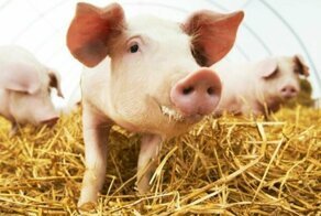 Людям могут начать пересаживать сердца свиней уже через 3 года