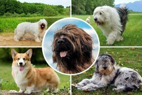 Необычные овчарки