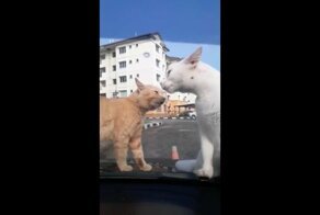 Коты пожалели, что решили выяснить отношения на капоте автомобиля