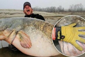 Гигантский сом весом в 129 кг