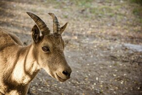 Почему козел отпущения так называется?