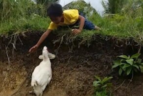 Утка помогла мальчику, обронившему шлепанец