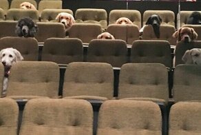 Служебных собак привели в театр на спецзадание