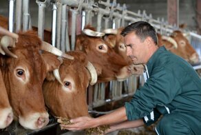 Почему коровам дают соль?