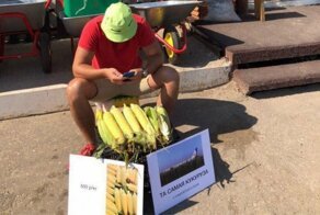 Предприимчивый житель Саратова наладил продажу "той самой кукурузы" с поля посадки А321