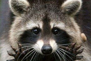 Очаровательные питомцы, которые могут очень разочаровать