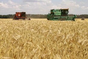 В России богатый урожай высококачественной пшеницы
