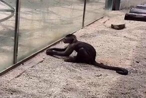 Начало восстания планеты обезьян