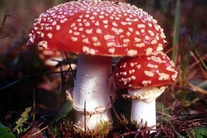 Как грибы убивают людей: состав ядов, симптомы и антидоты