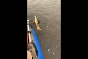 Свирепая щука-каннибал напала на попавшегося на крючок сородича