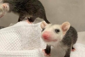 Зверские фото (их детёныши)