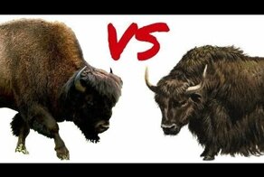 Интересные животные Горного Алтая. Як и Зубр