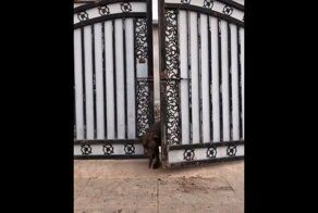 Мужчина принял незапланированные грязевые ванны во время прогулки со своими собаками