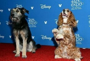 Щенок-смертник стал звездой Голливуда