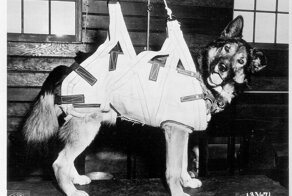 Собаки-парашютисты Второй мировой войны