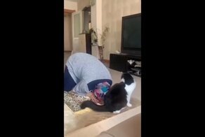 Кот-атеист — горе в верующей семье