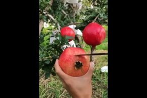Как быстро почистить гранат и не забрызгать всё вокруг