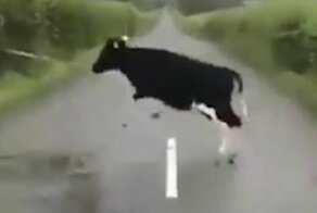 Прыгающие коровы покорили Интернет