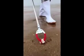Кто может скрываться в песке на пляже
