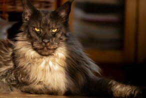 «Оборотень!»: гигантский кот мейн-кун заставил соцсети благоговеть