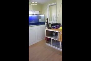 Преступление и наказание: Кот пожалел, что вышел охотиться на аквариумных рыб