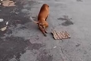 Ради угощения пес притворился, что у него сломана нога