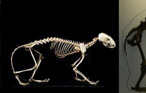 33 тюленя: сексуальные ластоногие