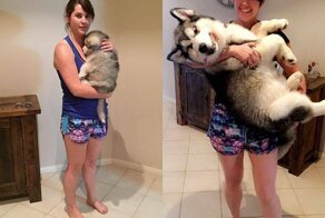 Было и Стало: несколько фото питомцев, которые немного выросли  