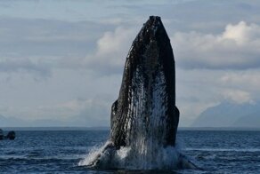 Пятничная коллекция запоминающихся снимков со всего мира за 30.08.2019