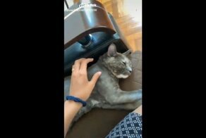 Музыкальный инструмент из кота