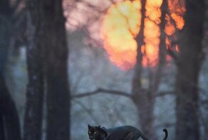 Зверские фото