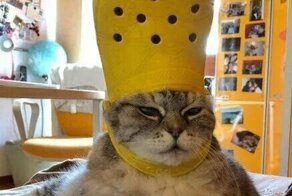 20 котов, морды которых выдают всё презрение к этому миру