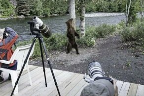Медведь устроил настоящее шоу прямо перед фотокамерами, станцевав возле дерева