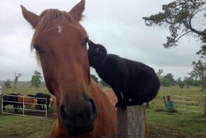 История необыкновенной дружбы кота Морриса и коня Чемпи