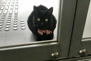 «Пустите, я войду»: пара японских котов уже три года пытаются попасть в музей