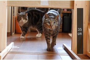 Насколько узкую щель способны преодолеть домашние коты?