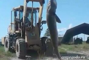 Полицейские нашли браконьеров, выловивших гигантскую калугу