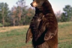 В Якутии девушка-сторож пыталась прогнать медведя, приняв его за вора