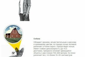 Сравнение зрения человека и животных