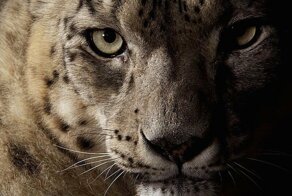 Красота больших кошек в снимках фотографа National Geographic