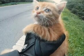 Спасение выбежавшего на дорогу котенка