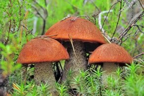 Два пенсионера собрали 19 кило грибов. Штраф - 1700 евро