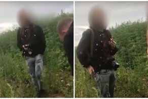 Фермер пытается прогнать обнаженную девушку, устроившую фотосессию на поле с коноплей