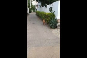 Я обязательно тебя облаю и укушу, но чуть позже!