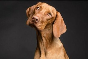 Запоминают слова и не любят курильщиков: 14 редких фактов о собаках