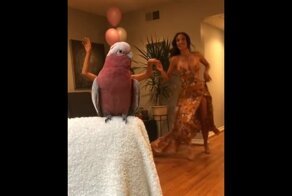 Жаркие пятничные танцы с попугаем
