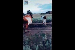 Учимся быстро останавливать любую корову на ходу