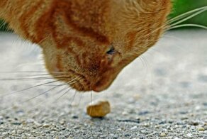 Из чего делают корм для кошек