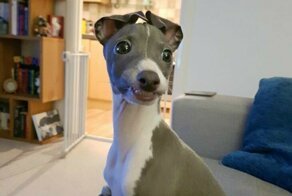 Пользователей попросили поделиться последним фото их собаки в телефоне - и это слишком мило!