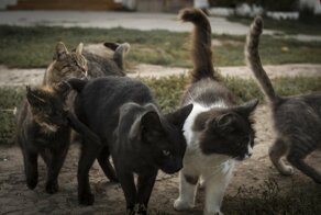 Погладь кота!